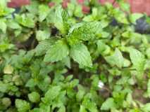 IMG-20230715-WA0013